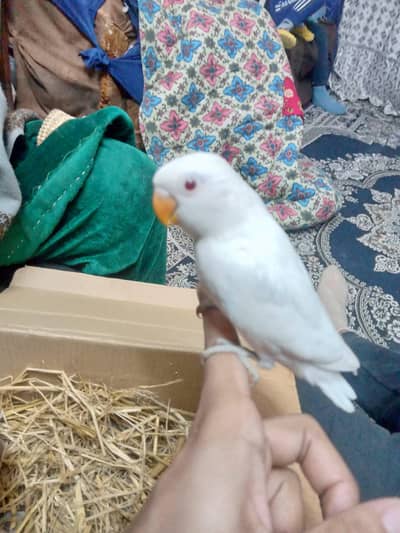 Albino Red eyes Tame