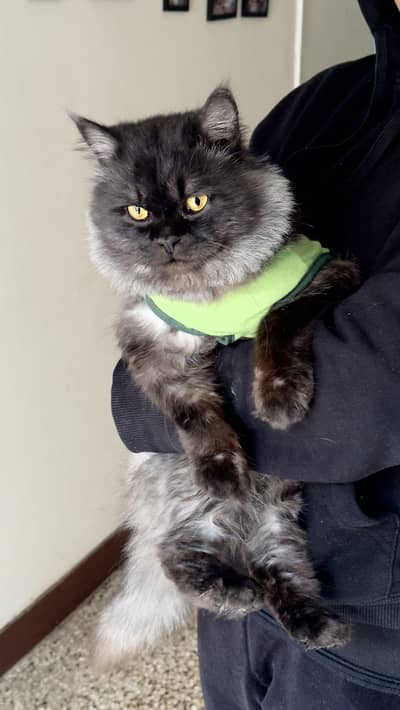 Cat Persian Male cat breeder