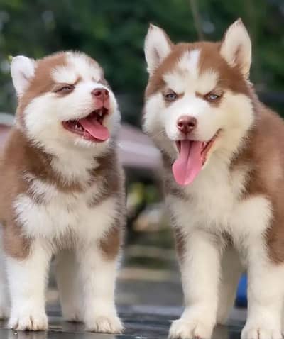 Siberian husky