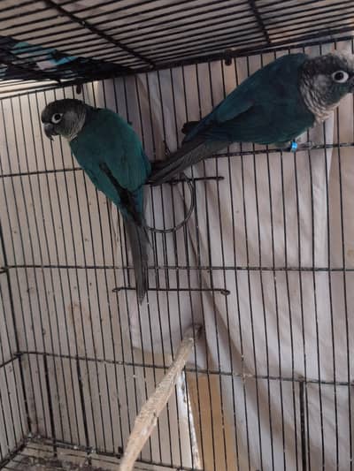 Turquoise Conure for Sale