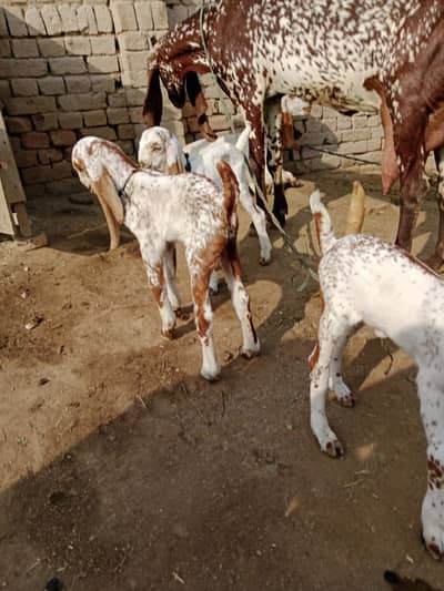 3 bacchon wali bakri for sale call 03460423873