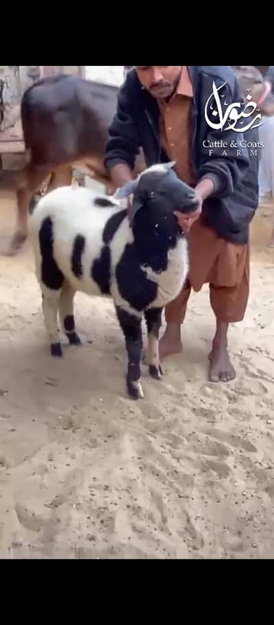 long tail ablak sheep