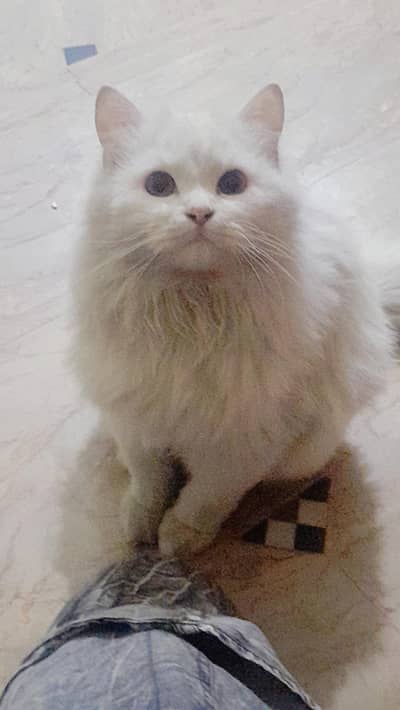 Persian cat female |Big eyes cat|Pure white|cutie