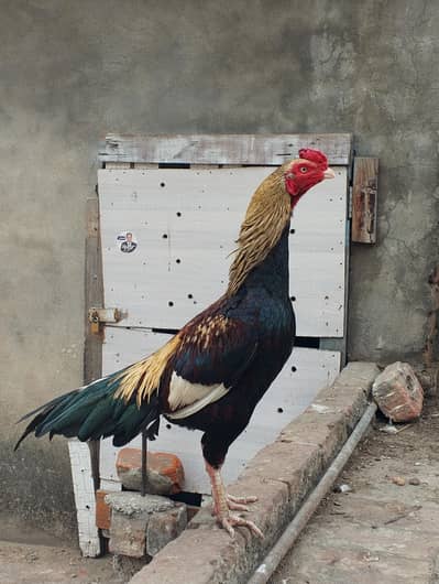 aseel mianwali jawa colour