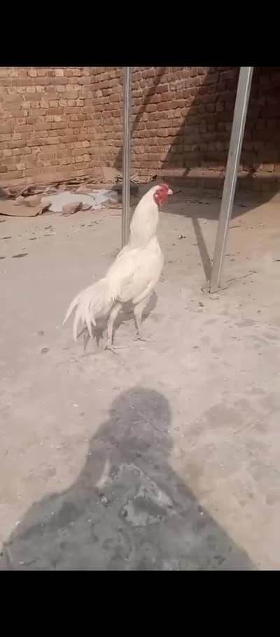 Aseel Hira paper white or sleta for sale ,03007654449