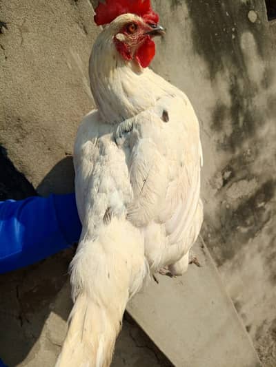 Desi murghi 2 kg weight