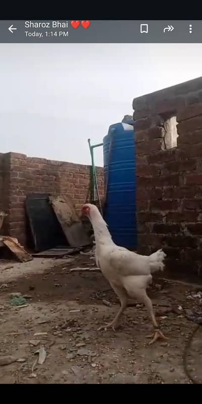 WhatsApp per contact kera 03255776688 ya WhatsApp per message kera