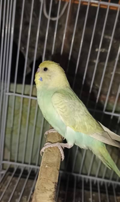 Rainbow buggies adult singe male for sale