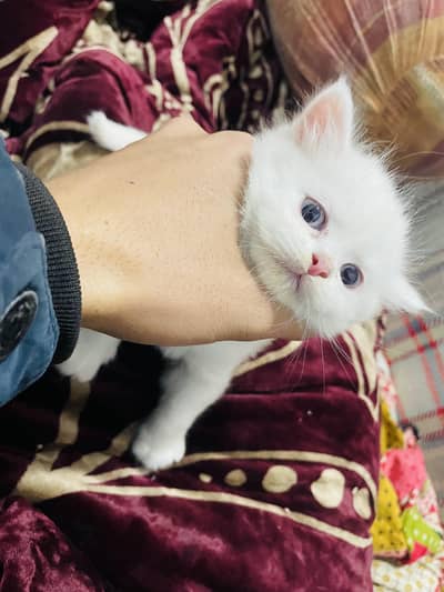 Adorable 1.5 Month Old Kitten 