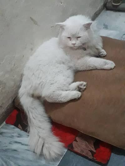 رشین کیٹ فار سیل میل