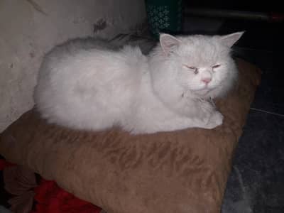 رشین کیٹ فار سیل میل