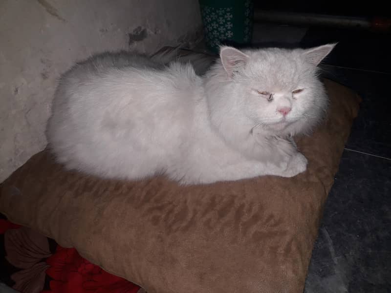 رشین کیٹ فار سیل میل 0