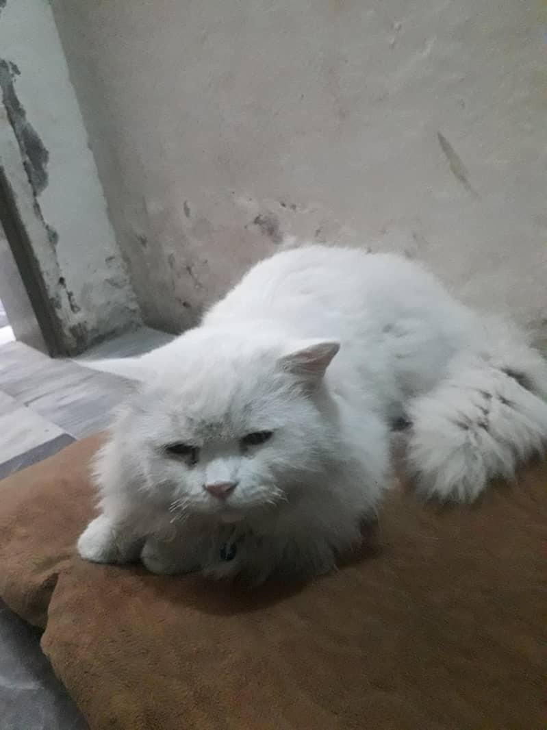 رشین کیٹ فار سیل میل 1