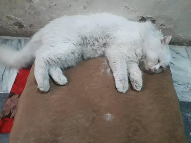 رشین کیٹ فار سیل میل 2