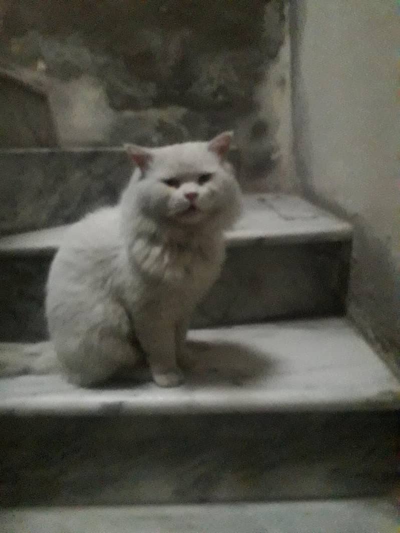 رشین کیٹ فار سیل میل 3