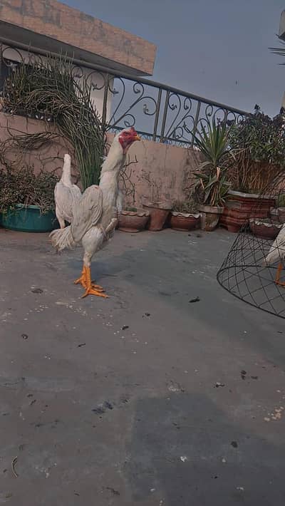 German king white shamo