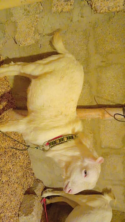 Teddy Bakra male kids Age:8 months Active and healthy location:karachi