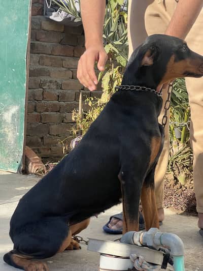 female doberman for sale