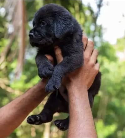 top quality labrador puppy available female