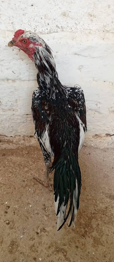 Best quality 3 pathay