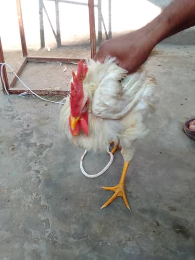 2 pairs of roaster and hen