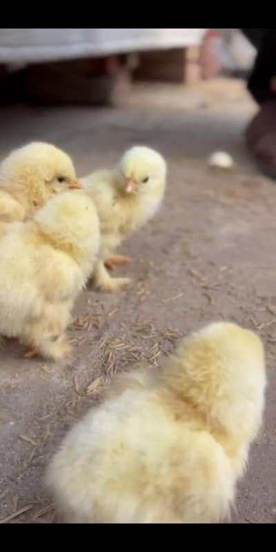 Light Columbian brahma Chicks 2500 per piece
