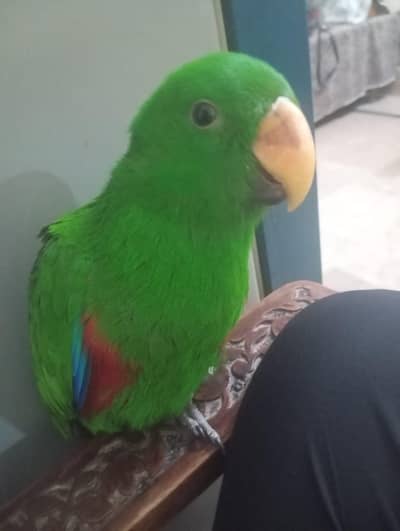 Eclectus parrot