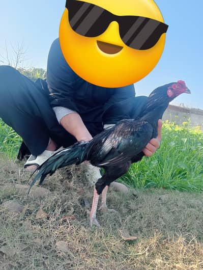 aseel mushka lassni patha for sale