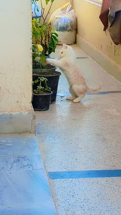 kitten available for sale