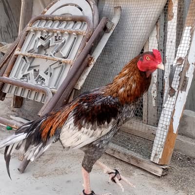 aseel saleta young patha