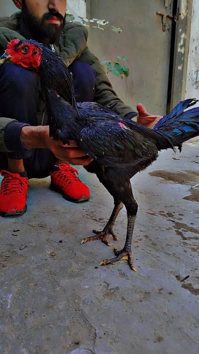 panous pakoya Aseel imported