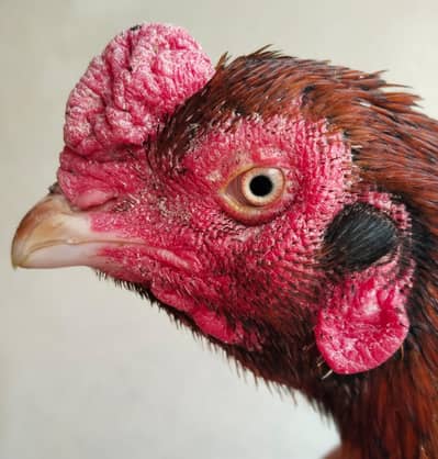 Peela Breder High quality