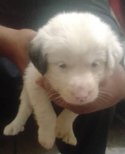 I want to sale puppy