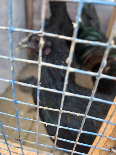 pure dragon females  available 03126612828