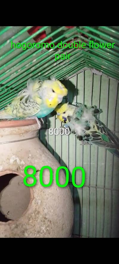 hogoromo /0321/2151227