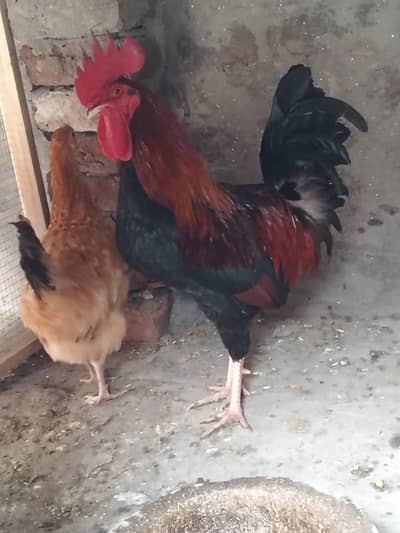 buhat payara ha murga