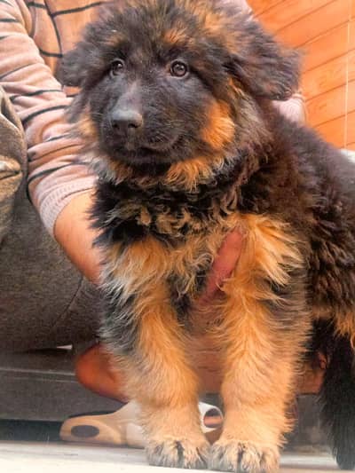 German Shepherd High Quality Female Puppy