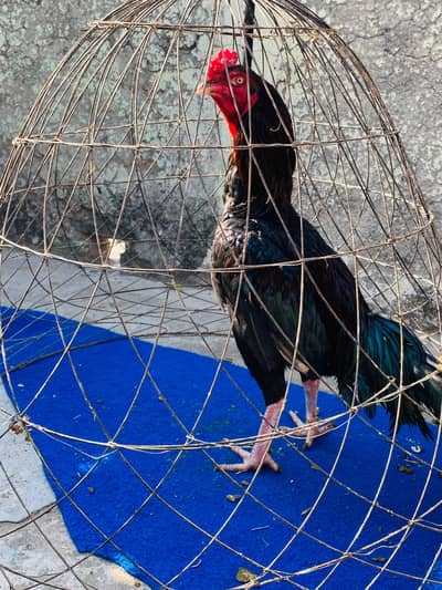 pure Aseel beautiful chorse nali