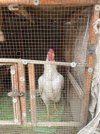 Aseel hera ,  jawa murgi for sale jo b interested ha rabbta kra