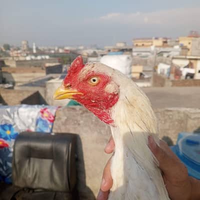 Heera murga for sale location Rawalpindi exchange possible price 7000