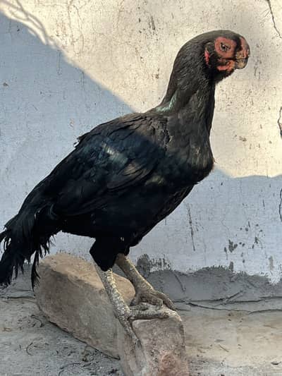 Indian parrot beak longtial