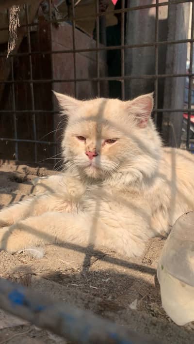 Persian cat