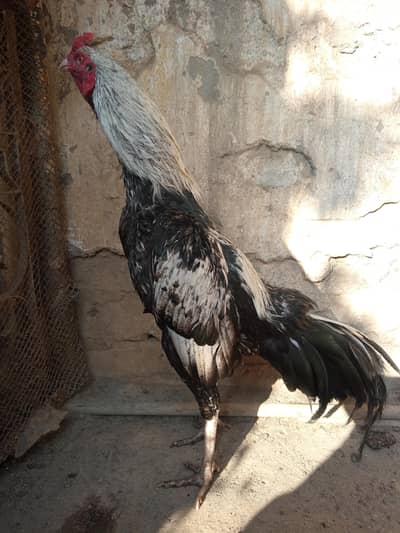 Assel murga in best price