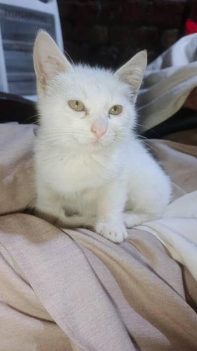 Urgent sale white percian cat
