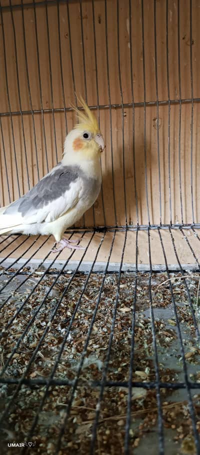 Healthy Cocktail Male Pair for Sale