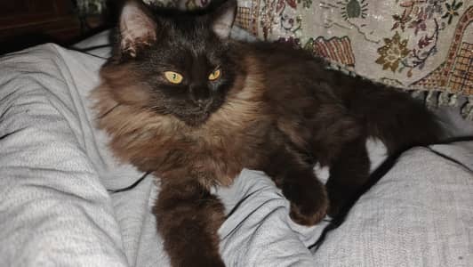 Persian cat for sale