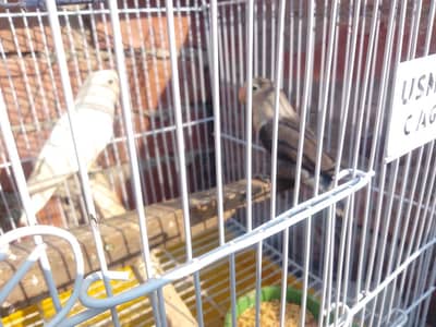 Love bird breeder pair and green female parrot