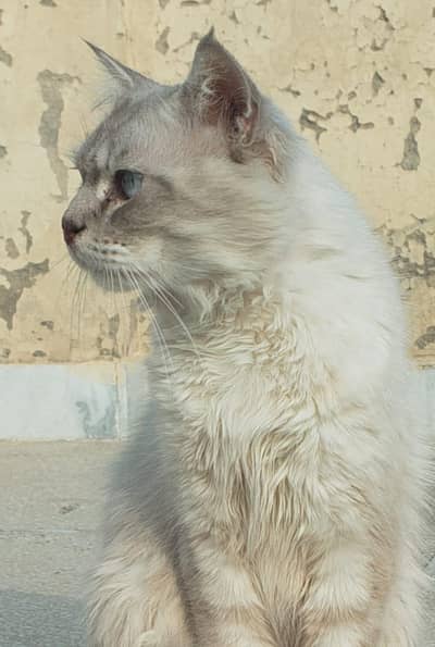 Beautiful Semi-Longhair Blue-Eyed Cat for Sale (Healthy & Active)