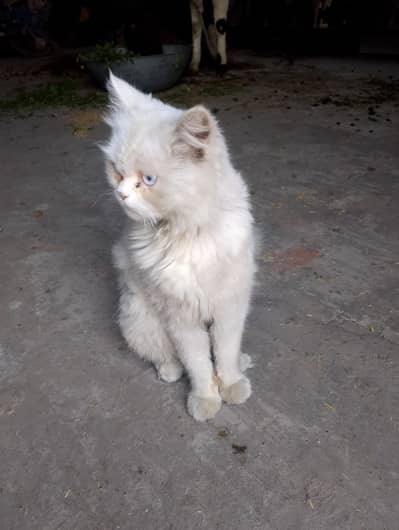 beautiful male cat for sale