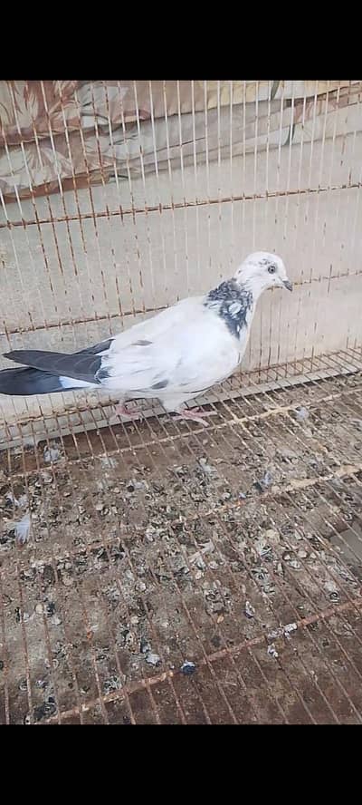 pigeons healthy and active